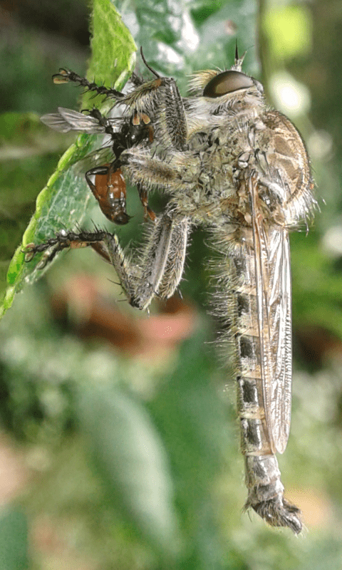 Asilidae Asilinae Asilini sp.